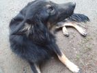 German Shepherd Long Coat Female Dog