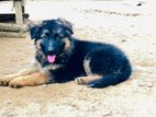 German Shepherd Long Coat Female