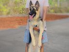 German Shepherd Long-Coat Female