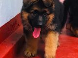 German Shepherd Long Coat Female Puppies
