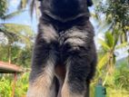 German Shepherd Long Coat Female Puppies