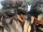 German Shepherd Long Coat Female Puppies