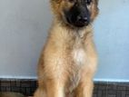 German Shepherd Long Coat Female Puppy