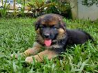 German Shepherd Long Coat Female Puppy