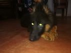 German Shepherd Long Coat Female Puppy