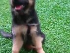 German Shepherd Long Coat Female Puppy