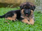 German Shepherd Long Coat Female Puppy