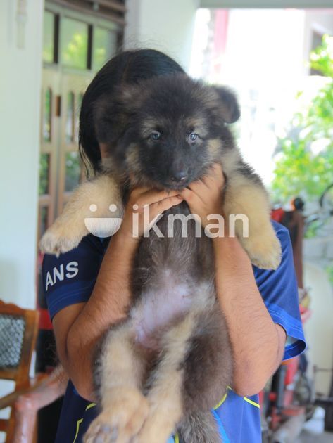 German Shepherd Long Coat Female Puppy for Sale in Chilaw | ikman