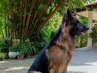 German Shepherd Long Coat For Crossing (Male)