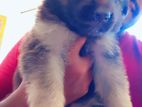 German Shepherd Long Coat Puppies