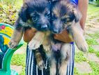 German Shepherd Long Coat Puppies