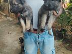 German Shepherd Long Coat Puppies