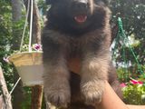 German Shepherd Long Coat Puppies