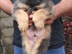 German Shepherd Long Coat Puppies