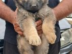 German Shepherd Long Coat Puppy