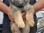 German Shepherd Long Coat Puppy