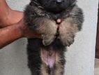 German Shepherd Long Coat Puppy