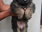 German Shepherd Long Coat Puppy