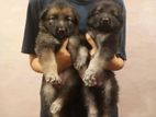 German Shepherd Long Coat Puppies