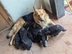 German Shepherd Long Coat Puppies