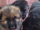 German Shepherd Long Coat Puppies