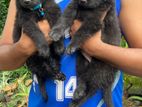 German Shepherd Long Coat