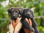 German Shepherd Long Coat Puppies