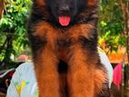 German Shepherd Long Coat