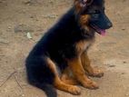 German Shepherd Long Coat