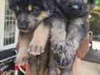 German shepherd long coat