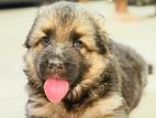 German shepherd long coat