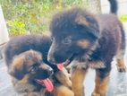 German Shepherd Long Coat Puppies