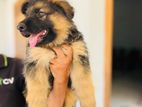 German Shepherd Long Coat Puppies