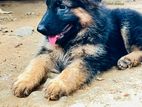 German Shepherd Long Coat