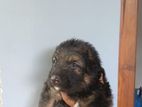 German Shepherd Long Coat