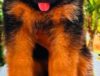German Shepherd Long Coat Puppies