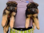 German Shepherd Long Coat Puppies