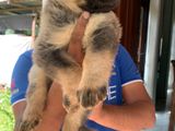 German Shepherd Long Coat Puppies