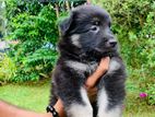 German Shepherd Long Coat Puppy