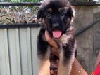 Long Coat German Shepherd Puppies