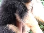 German Shepherd Long Coat Puppy