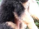 German Shepherd Long Coat Puppy