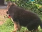German Shepherd Long Coat Puppy