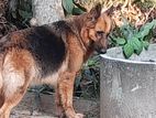 German Shepherd Long Coat Puppy