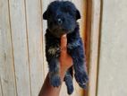 German Shepherd Long Coat Puppies