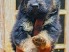German Shepherd Long Coat