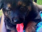 German Shepherd Long Coat Puppy