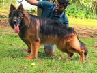 German Shepherd Long Coat Male for Crossing