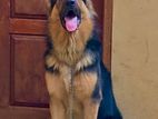 German Shepherd Long Coat