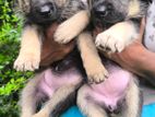 German Shepherd Long Coat